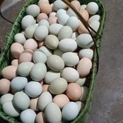 乌鸡绿壳蛋20枚正宗山林散养40g左右富硒散养土鸡蛋农家笨鸡蛋