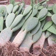 米邦塔可食用仙人掌盆栽，带根多肉植物，室内外大仙人掌切片药用外敷