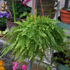波斯顿蕨盆栽绿植室内净化空气，观叶客厅阳台庭院吸甲醛蕨类植物