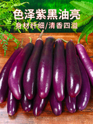 新鲜紫皮茄子9斤当季现摘农家自种蔬菜长线，大茄子非圆茄种子5
