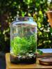 生态瓶水草小鱼缸玻璃办公桌面微景观生日情侣礼物DIY作业免换水