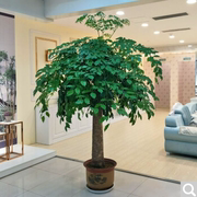 幸福树盆栽植物室内大客厅树桩，平安发财大型盆景，花卉绿植开业送礼