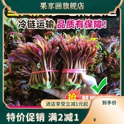 2024香椿芽新鲜头茬嫩芽香椿菜香春芽红油当季时令蔬菜3斤装