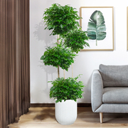 幸福树盆栽大客厅办公室，网红吸甲醛绿植，室内大型平安树绿宝植物