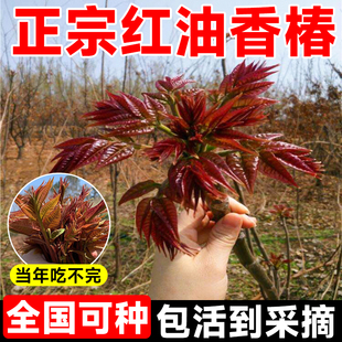 红油香椿树苖正宗矮化食用香春树苗四川春芽，南方种植果树果苗盆栽