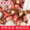 新鲜现挖南姜生姜9斤火锅香料卤味，去膻调料南姜老姜鲜黄姜料理10