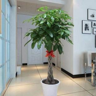 大发财树盆栽大客厅绿植室内大型植物办公室内吸甲醛净化空气树苗