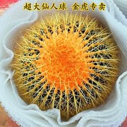 超大金虎仙人球美虎仙人球办公室，大气植物超大型多肉，仙人掌科绿植