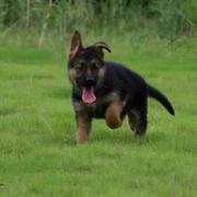 德国混血牧羊犬黑背弓背德牧，幼犬狼狗黑狼东德警犬军犬宠物狗活体