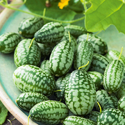 拇指西瓜种子迷你水果小西瓜，种籽大全四季春季盆栽阳台农家蔬菜孑