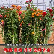 四季爬藤植物1.5米大游行玫瑰藤本欧月季花浓香花卉 蔷薇大苗盆栽