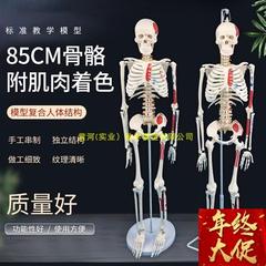 高档彩色医学85gCM人体骨骼模型神经肌肉起止骨架小针脊柱模