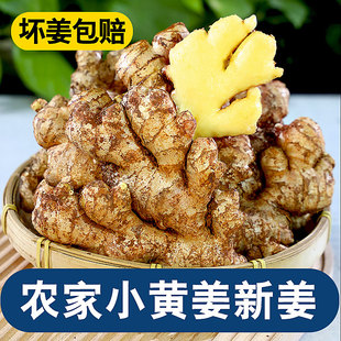 农家自种小黄姜9斤新鲜现挖生姜月子姜土姜食用时蔬菜整箱非老姜