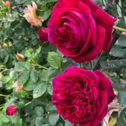 莎士比亚月季花苗盆栽大花，浓香庭院爬藤紫色，蔷薇阳台植物四季玫瑰
