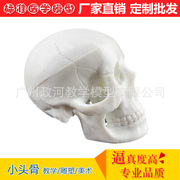 小型头骨模型 骷髅模型 仿真人头骨模型头颅骨模型美术绘画