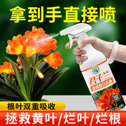 免稀释君子兰肥料专用肥料，即喷家用兰花营养液，促开花催花通用盆栽