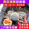 青岛满黄梭子蟹鲜活大母蟹，7~9两只1斤装红膏蟹飞蟹海蟹白蟹螃蟹