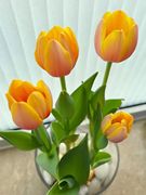 荷兰郁金香种球四季进口花外阳台种室内开花水培植物盆栽重瓣花卉