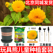 玩具熊向日葵种子向日葵种籽红珍珠百日草玩具南瓜五彩椒凤仙花