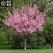 樱花树苗庭院种植盆栽桂花，阳台耐寒花卉绿植高杆，日本重瓣樱风景树