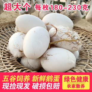 鹅蛋广东正宗潮汕狮头鹅蛋新鲜农家散养土鹅蛋孕妇12枚180-230g