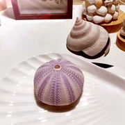 天然紫色海胆壳创意，女生日礼物创意办公桌，摆件海螺贝壳橱窗道具