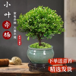 小叶赤楠老桩盆景苗植物，花卉微景观，水培庭院阳台好养四季常青盆栽