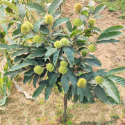 板栗树苗果苗特大南北方种植阳台盆栽庭院地栽当年结果四季果树