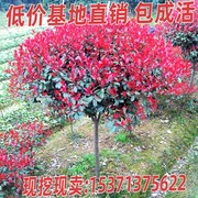 红叶石楠树苗南北方种植红罗宾火焰红石楠球庭院绿化树苗四季常青