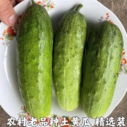 黄瓜新鲜现摘旱黄瓜白玉黄瓜农家自种水果蔬菜青瓜小黄瓜