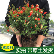 石榴盆景赏果树苗带果盆栽，老桩带花阳台庭院四季开花易养绿植花卉