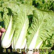 20天速生快菜种子耐热一年四季有机蔬菜种子家里种小白菜青菜菜籽