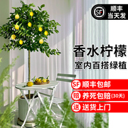 香水柠檬树苗盆栽带果可食用客厅，绿植大型植物，室内阳台四季开花卉