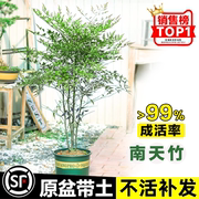 南天竹盆栽水培绿植火焰红带根水养室内客厅花卉老桩树苗植物盆景