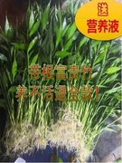 10根装富贵竹水培植物带根室内有根，水养盆栽客厅好养活的四季水竹