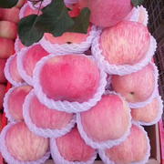 山西吉县壶口红富士苹果水果新鲜应当季整箱脆甜冰糖10斤产地