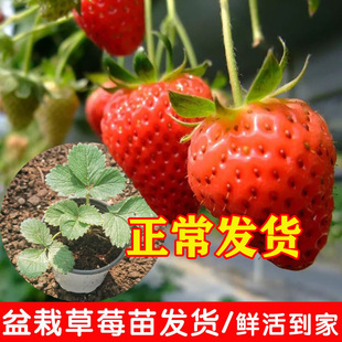 四季草莓苗盆栽带盆带土家庭阳台种植奶油天使草莓秧子地栽草莓苗