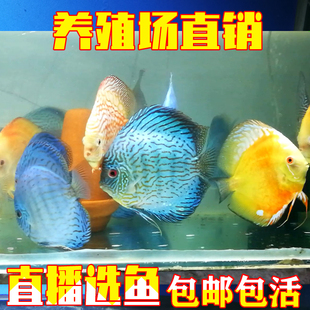 七彩神仙鱼活体 可繁殖 中小型热带淡水观赏鱼鱼苗  风水鱼