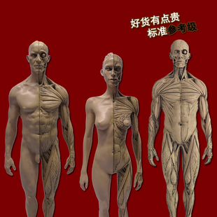 绘画参考头骨胸像医学艺用人体肌肉骨骼解剖结构模型美术中性