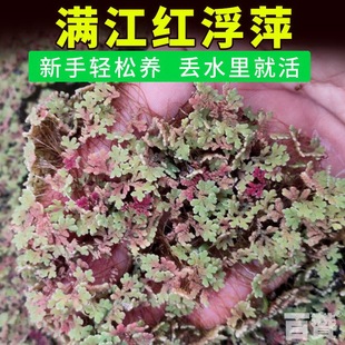 满江红浮萍珊瑚浮萍水草红绿浮萍微造景观净化水质养鱼小浮萍小红