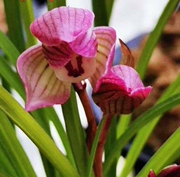 当年开花名品花卉兰花，莲瓣兰林香红荷浓香阳台客厅庭院绿植