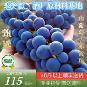 佰特庄园新鲜现摘酿酒葡萄20斤山葡萄，紫葡萄毛葡萄(毛葡萄)赤霞珠自酿
