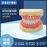 牙齿乳牙标准模型全口可拆卸树脂口腔，牙科医生教学模具仿真模拟