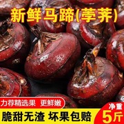 新鲜马蹄荸荠9斤大果地梨孕妇水果农家地栗脆甜湖北现挖即食