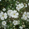 种子满天星白色花室内阳台盆栽花卉花籽四季易种开花不断观花花籽