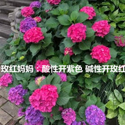 大花绣球玫红妈妈蓝色妈妈，包对版酸性，紫色碱性盆栽花卉植物庭院