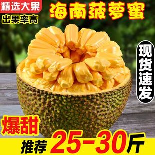 海南黄肉菠萝蜜一整个新鲜水果波罗蜜波萝蜜40斤20