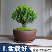 黄杨盆景植物客厅瓜子叶老桩皱皮造型树苗绿P植室内桌面好养盆栽