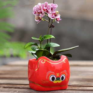 老虎中国红花盆陶瓷，蝴蝶兰兰花创意个性简约多肉，花盆家居装饰摆件