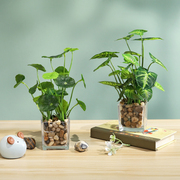 创意仿真植物玻璃瓶绿植小摆件假B盆栽家居客厅室内桌面装饰品盆